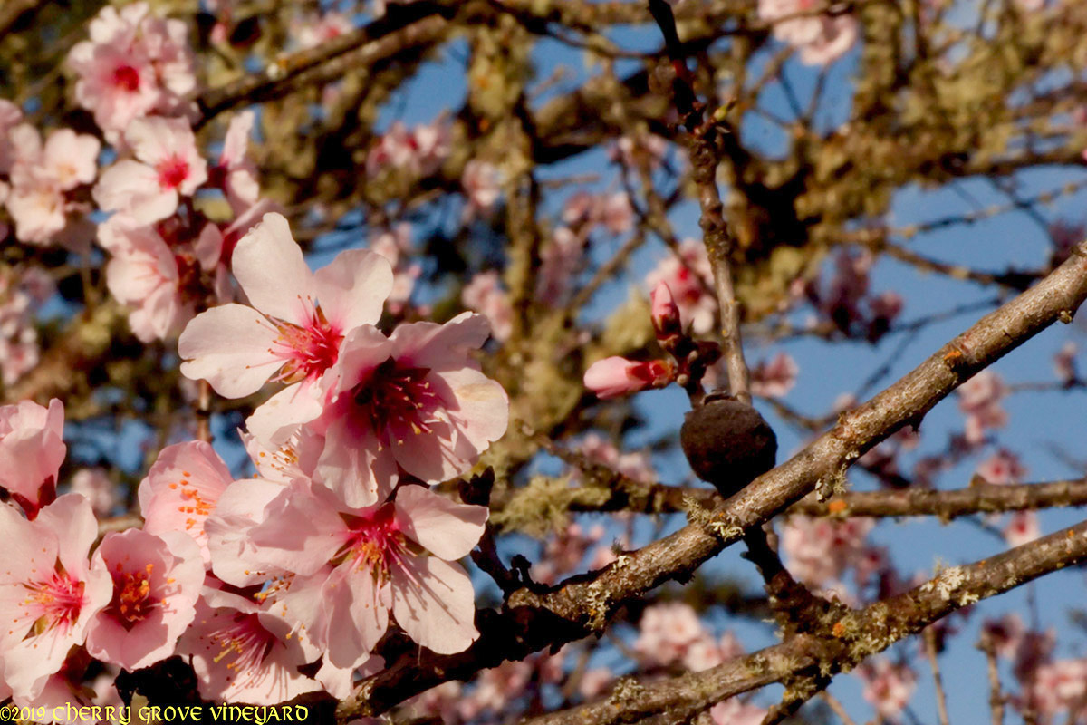 Almond trees, always the first to bloom, usually in mid-March.