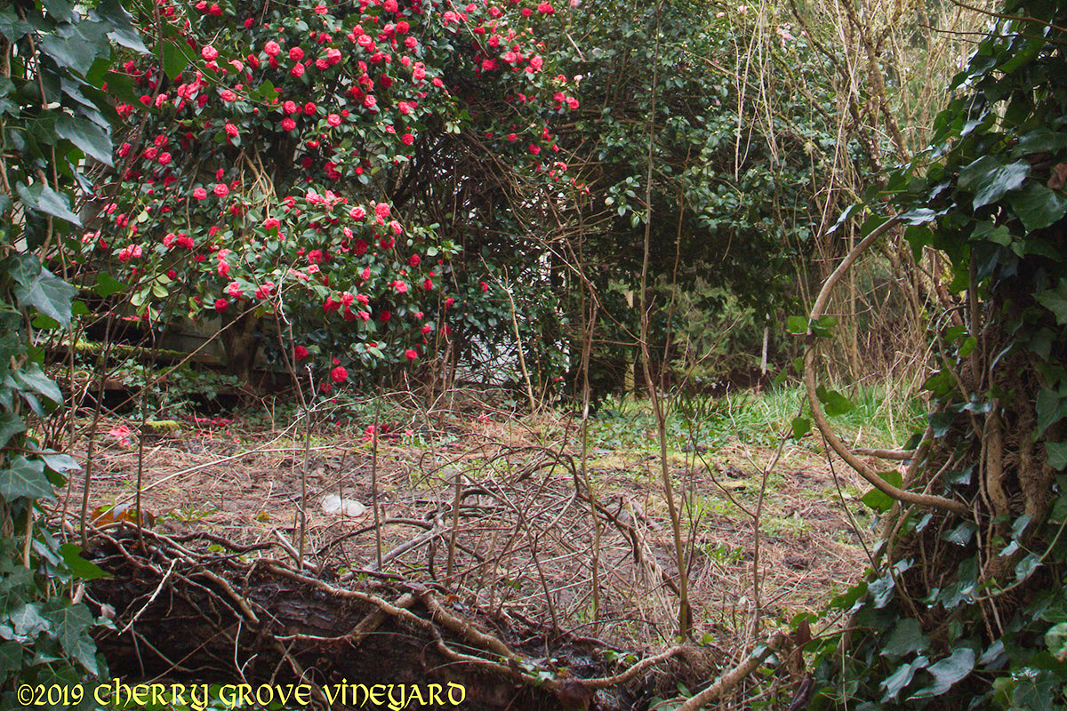 A 40 year old camellia makes a dazzling annual spring display.