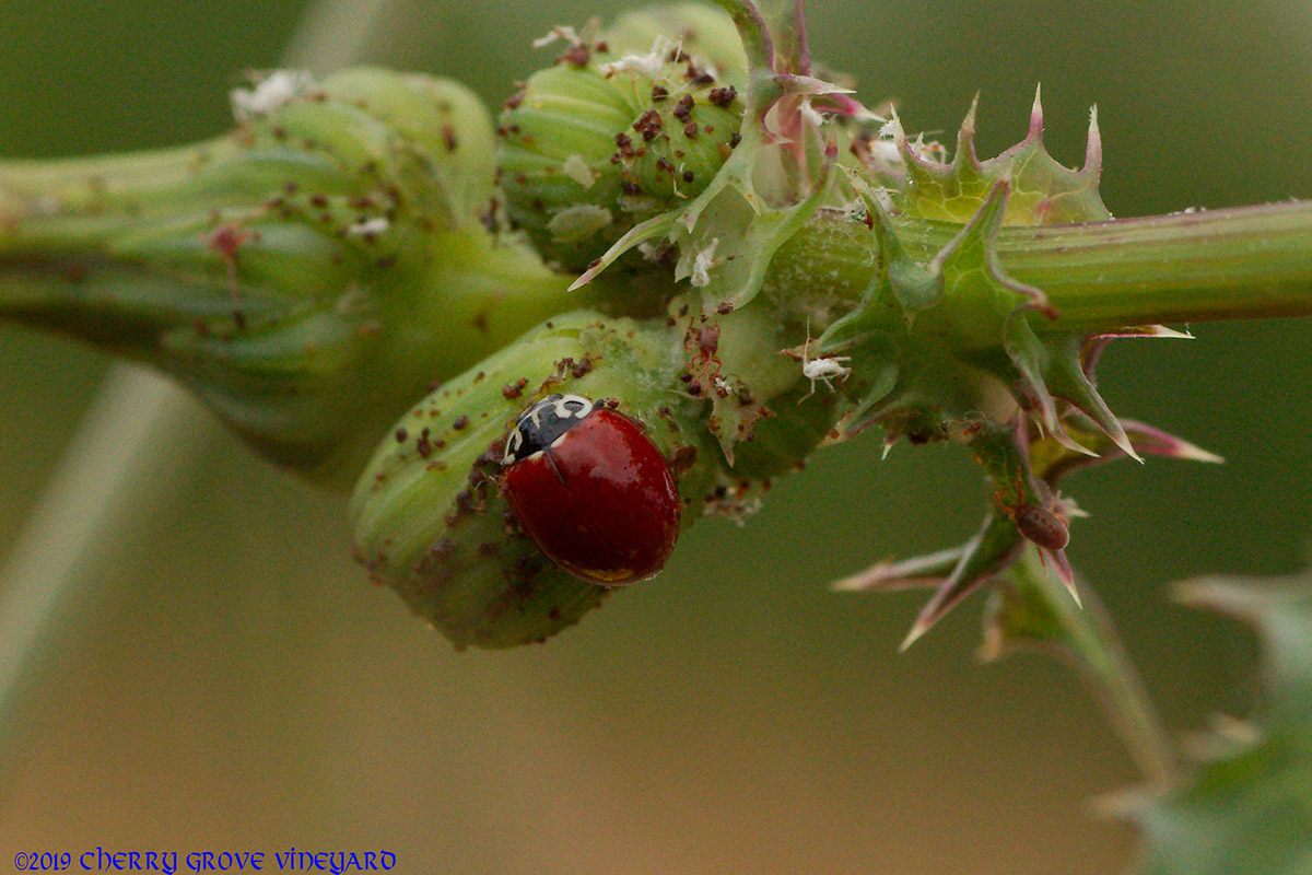 An impatient male Anna's hummingbird waits for the feeder to be refilled