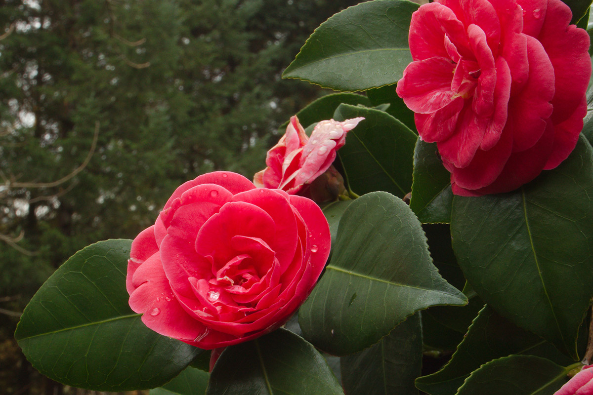 The camellia's flowers and leaves are very distinctive.