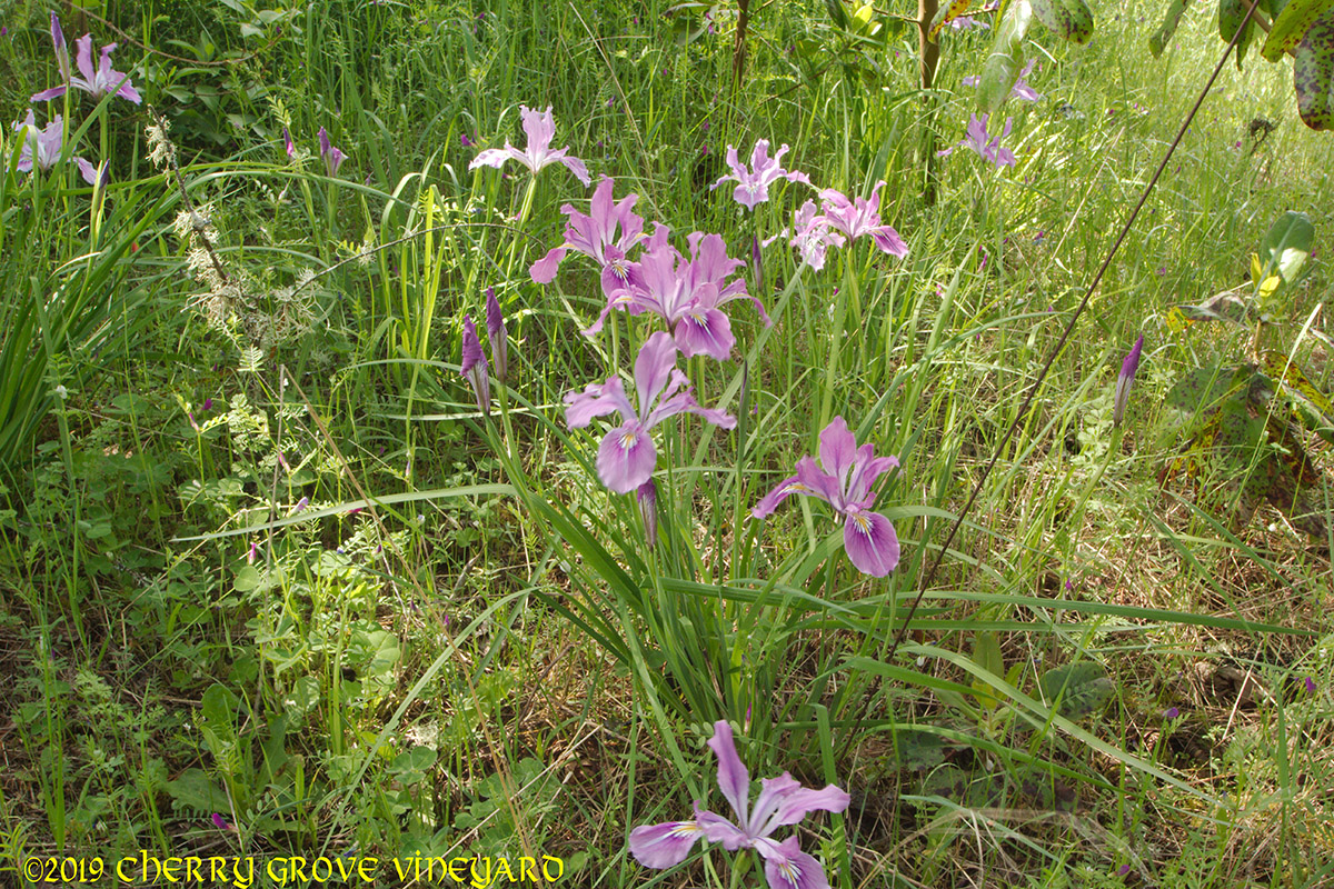 Wild Oregon iris provide a delicate purple border around the edges of the farm. 