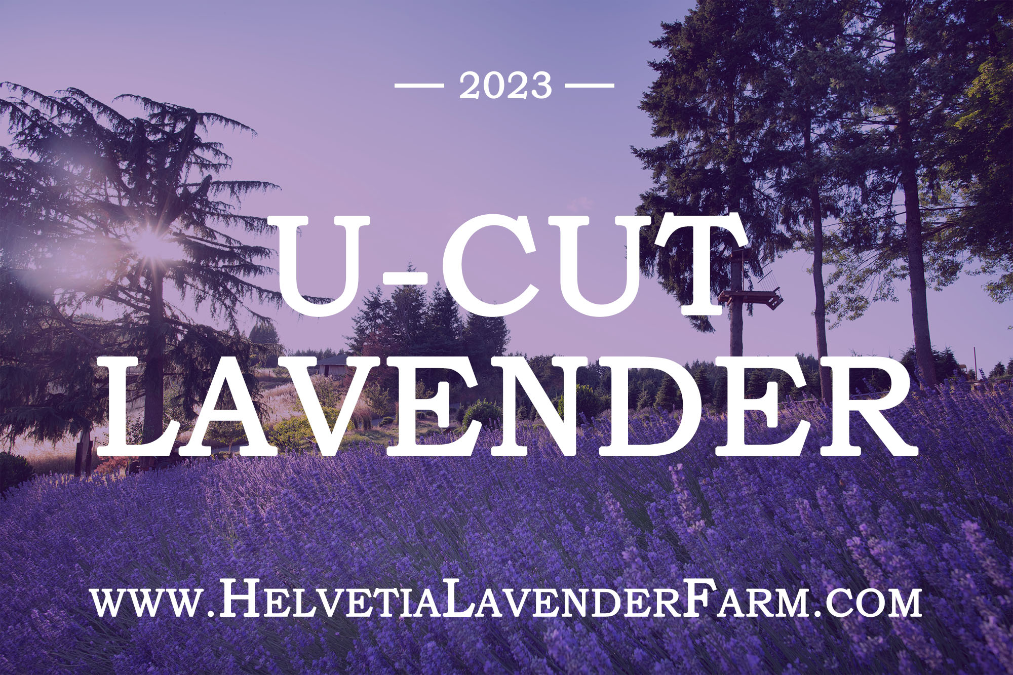 Helvetia Lavender Festival