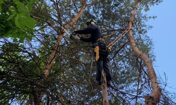 Tree Pruning